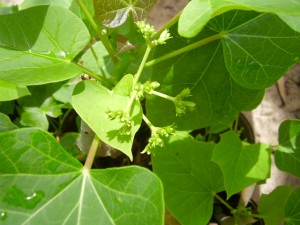 Jatropha